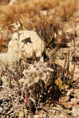 An Edelweiss flower seen on the way to the Dingboche view point, Mount Everest Base Camp Trek, EBC, Nepal