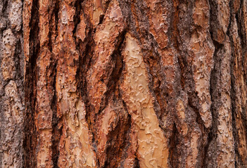 Closeup of bark from a ponderosa pine tree
