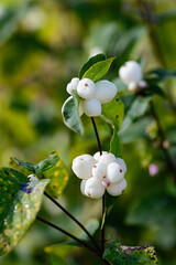 White berries on the branches of Symphoricarpos albus, close up.