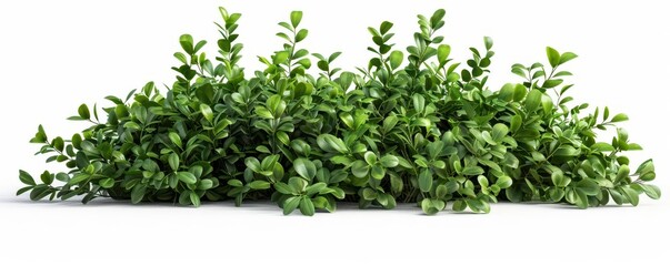 Fototapeta premium a boxwood bush, botanical element, photorealistic, rich green, isolated on white background