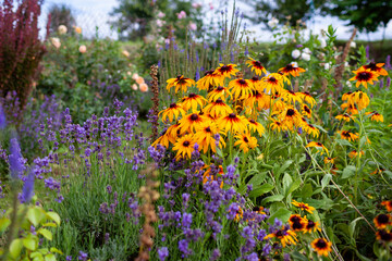 Black Eyed Susan rudbeckia cone flowers blooming in summer garden by lavender and roses.