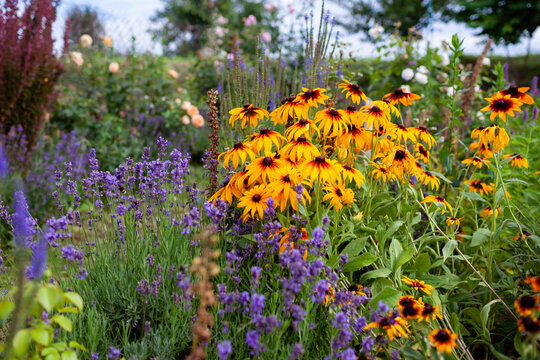 Black Eyed Susan rudbeckia cone flowers blooming in summer garden by lavender and roses.
