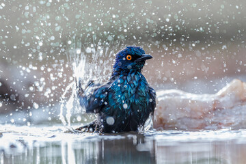 Cape Glossy Starling bathing in waterhole in Kruger National park, South Africa ; Specie Lamprotornis nitens family of Sturnidae