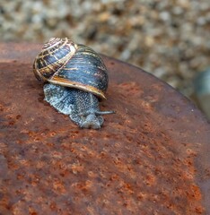 Close-up of a snail crawling on a rusty surface with a blurred background