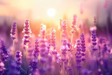 Fototapeta premium Lavender Sunlight. Lavandula Blooming Background in Beautiful Sunrise Field