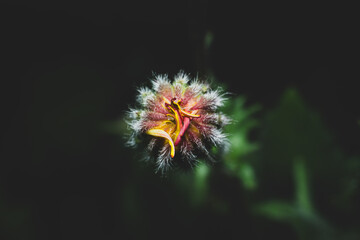 Atmospheric macro shot of a wild orange flower bud against a dark background, top view.