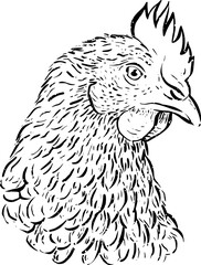 Hen, chicken hand drawn sketch ink pencil style drawing. Poultry, broiler, farm animal feeding. Perfect for menu restaurants,  markets  shops packaging, Easter card. Vector illustration
