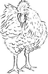 Hen, chicken hand drawn sketch ink pencil style drawing. Poultry, broiler, farm animal feeding. Perfect for menu restaurants,  markets  shops packaging, Easter card. Vector illustration

