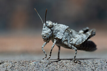 Gray grasshopper sitting on the sand, detailed macro shot, blurred background.