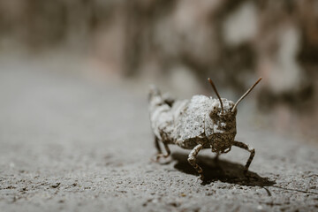 Gray grasshopper sitting on the sand, detailed macro shot, blurred background.