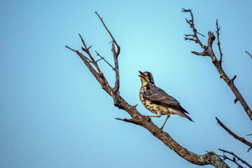 Groundscraper Thrush standing on a branch isolated in blue sky in Kruger National park, South Africa ; Specie Turdus litsitsirupa family of  Turdidae