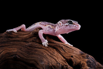 Baby leopard gecko lizard on a wood, eublepharis macularius