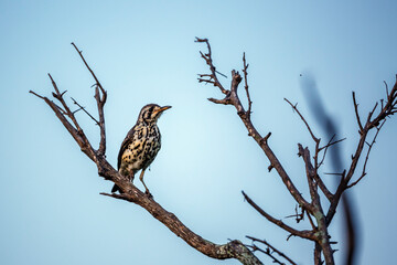 Groundscraper Thrush standing on a branch isolated in blue sky in Kruger National park, South Africa ; Specie Turdus litsitsirupa family of  Turdidae