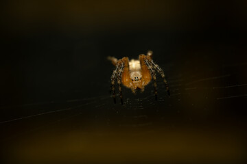 Close up of a spider on the dark background sitting on a spider web.