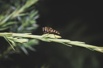 Eupeodes fly is sitting on the juniper in the evening, dark background.