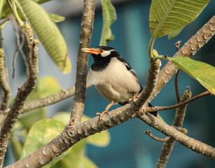 Indian pied myna bird