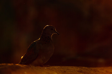 Laughing Dove backlit at dawn in Kruger National park, South Africa ; Specie Streptopelia senegalensis family of Columbidae