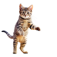 Obraz premium Playful funny striped kitten isolated on white background. PNG
