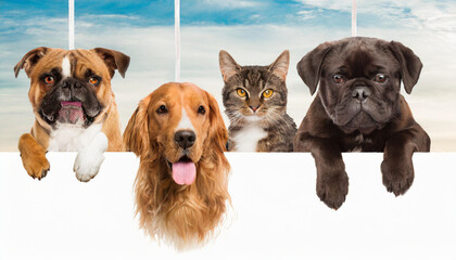 Cats and Dogs Peeking Over White Web Banner