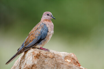Laughing Dove standing on a rock in Kruger National park, South Africa ; Specie Streptopelia senegalensis family of Columbidae