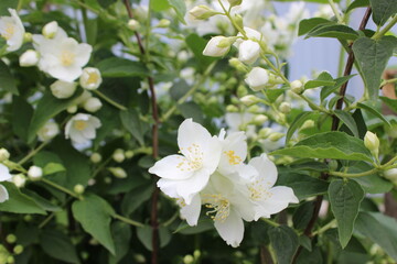 Obraz premium Macro View of Fresh Jasmine Blossoms. Ornamental Plant Beauty.