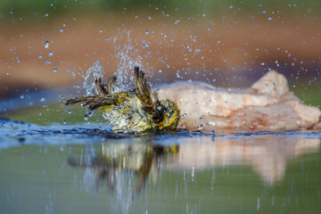 Lesser Masked Weaver bathing in waterhole in Kruger National park, South Africa ; Specie Ploceus...