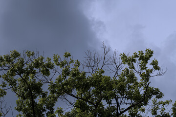 Wolkenhimmel, Baumkrone einer Eiche mit absterbenden Äste nach jahrelanger Trockenheit