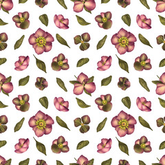 Helleborus flower seamless pattern. Png illustration. Transparent background.