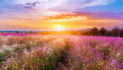 field flower meadow beautiful sunset countryside violet blooming pink nature background
