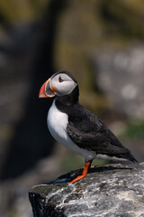 Atlantic Puffin (Fratercula arctica) on the Rocky Coastline of East Scotland