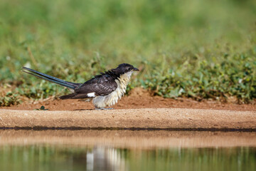 Pied Cuckoo standing along waterhole side view in Kruger National park, South Africa ; Specie Clamator jacobinus family of Cuculidae