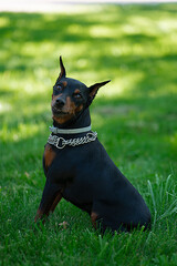 The dog breed Doberman Pinscher sits on a green grass. High quality photo