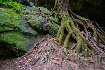 Fototapeta premium Roots Hocking Hills Ohio usa