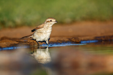Red-backed Shrike female along waterhole in Kruger National park, South Africa ; Specie Lanius collurio family of Laniidae