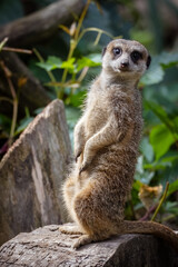 Fototapeta premium A meerkat stands on the wooden stump and looks right toward the camera lens on a sunny summer morning.