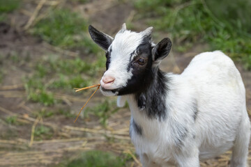 Obraz premium Close-up of the young Cameron goat eating a dry plant on a sunny summer day. 