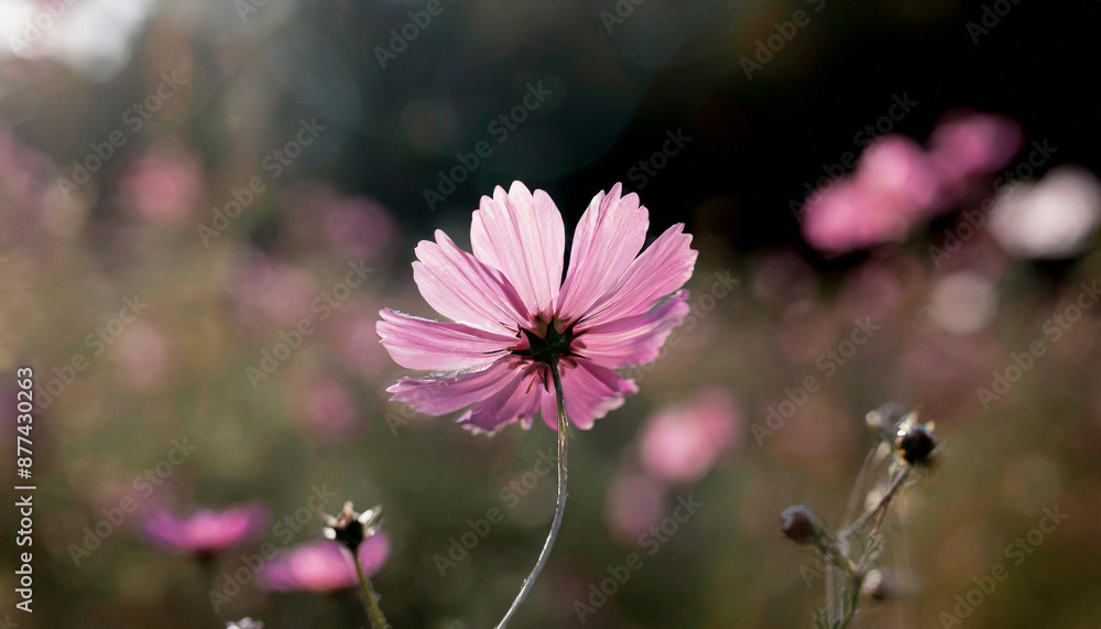 Wall mural summer flower bright autumn flora nature pink spring water blossom closeup plant