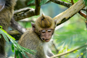 Macaca fascicularis (Monyet kra, kera ekor panjang, monyet ekor panjang, long-tailed macaque, monyet pemakan kepiting, crab-eating monkey) on the tree.