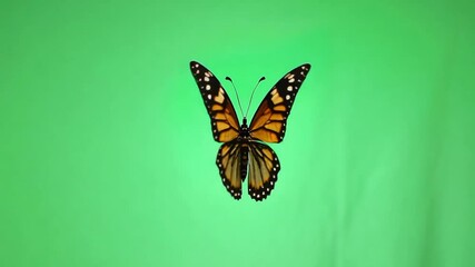 Beautiful orange butterfly overlay sits on green screen background. Insect isolated on chroma key.