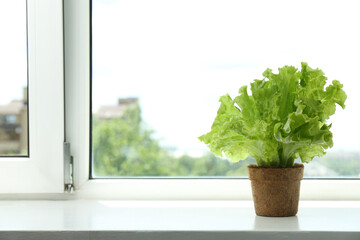 Lettuce growing in peat pot on window sill. Space for text