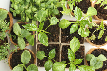 Many different seedlings in pots on white background, flat lay