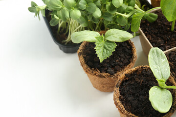 Many different seedlings growing in pots on white background, closeup. Space for text