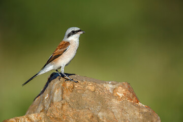 Red-backed Shrike male standing on a rock isolated in natural background in Kruger National park, South Africa ; Specie Lanius collurio family of Laniidae