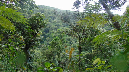 Fototapeta premium La luxuriante forêt tropicale