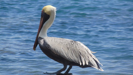 Un pélican gris devant la mer bleue