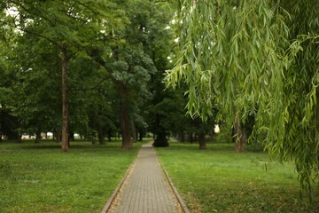 Picturesque view of park with trees and green grass