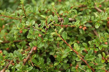 Branches of beautiful cotoneaster shrub with berries outdoors, closeup