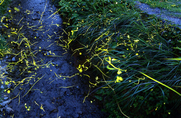清らかな小川のほとりで飛び交うホタルの光が舞う風景