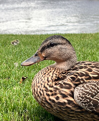 Mallard duck (Anas platyrhynchos) on the grass. Domestic animals