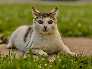cat on grass